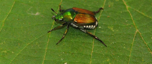 Emergenza Popillia japonica: informazioni per i cittadini residenti nei comuni ricadenti in zona infestata